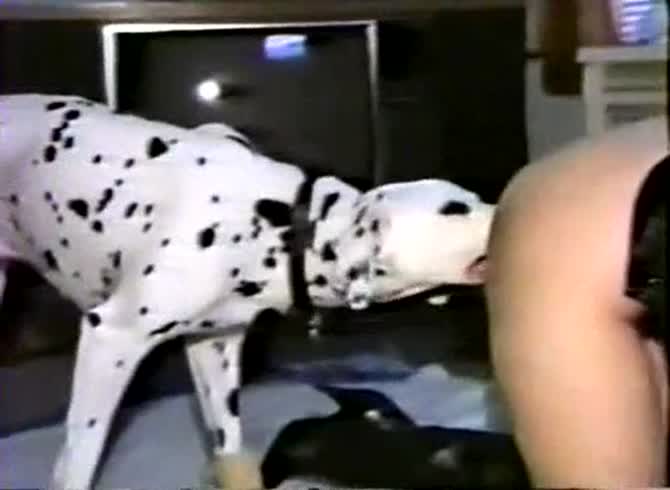 Video :Dalmatian dog xxx licking a woman's holes